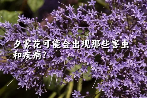 夕雾花可能会出现那些害虫和疾病？