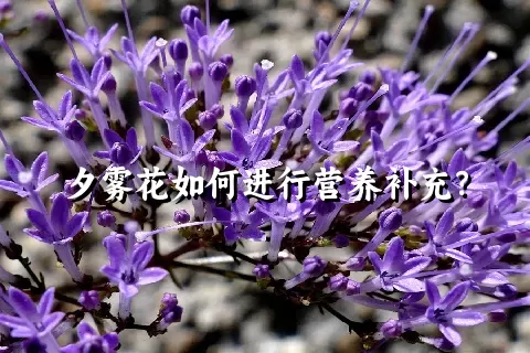 夕雾花如何进行营养补充？