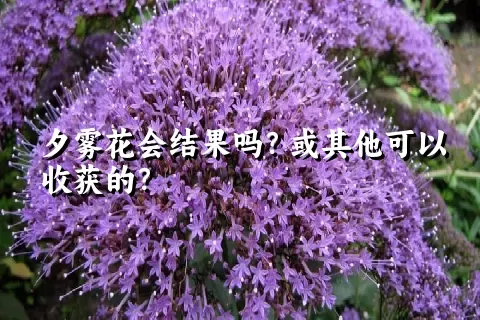 夕雾花会结果吗？或其他可以收获的？