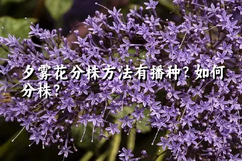 夕雾花分株方法有播种？如何分株？