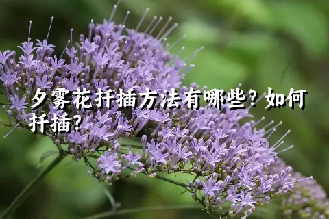 夕雾花扦插方法有哪些？如何扦插？