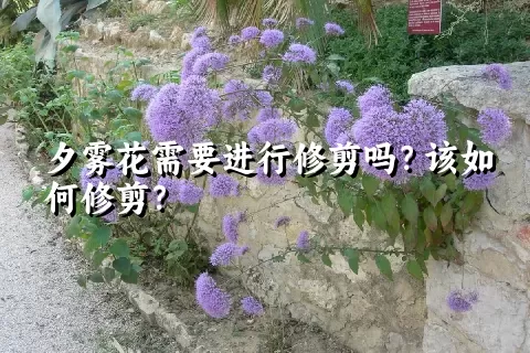 夕雾花需要进行修剪吗？该如何修剪？