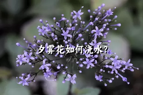 夕雾花如何浇水？