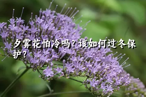 夕雾花怕冷吗？该如何过冬保护？