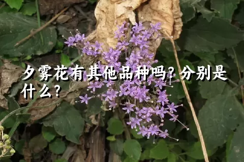 夕雾花有其他品种吗？分别是什么？