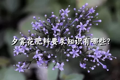 夕雾花肥料要求知识有哪些？