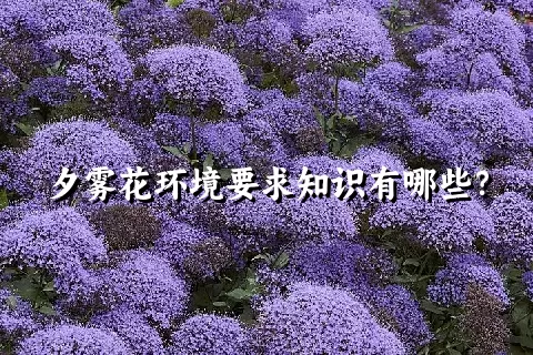 夕雾花环境要求知识有哪些？