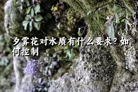 夕雾花对水质有什么要求？如何控制