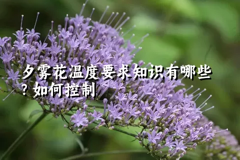 夕雾花温度要求知识有哪些？如何控制