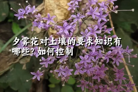 夕雾花对土壤的要求知识有哪些？如何控制