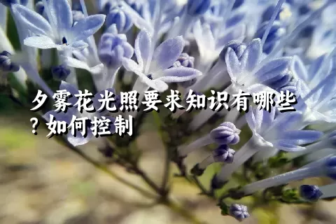 夕雾花光照要求知识有哪些？如何控制