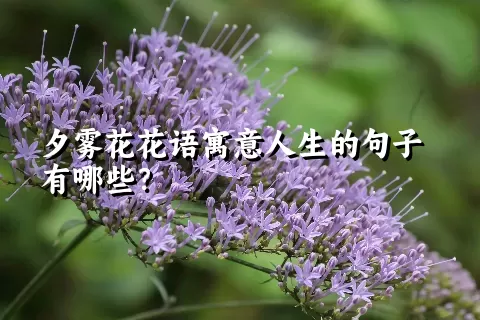 夕雾花花语寓意人生的句子有哪些？