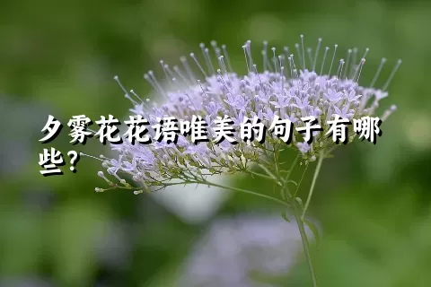 夕雾花花语唯美的句子有哪些？