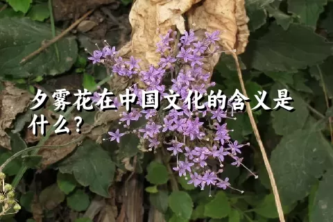 夕雾花在中国文化的含义是什么？
