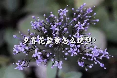 夕雾花盆景怎么造型？