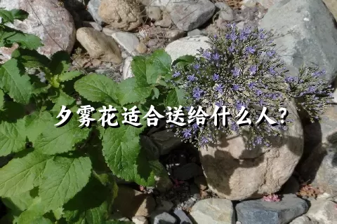 夕雾花适合送给什么人？