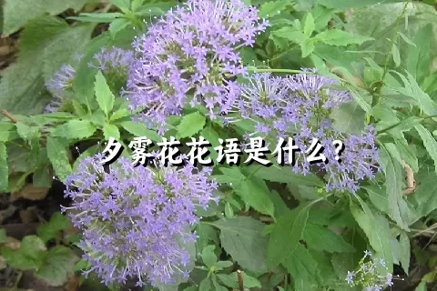 夕雾花花语是什么？