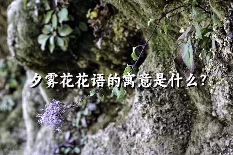 夕雾花花语的寓意是什么？