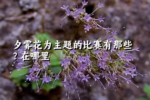 夕雾花为主题的比赛有那些？在哪里