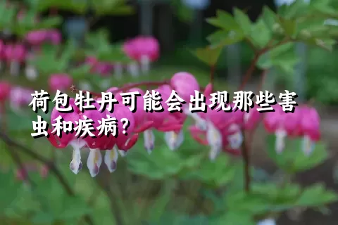 荷包牡丹可能会出现那些害虫和疾病？
