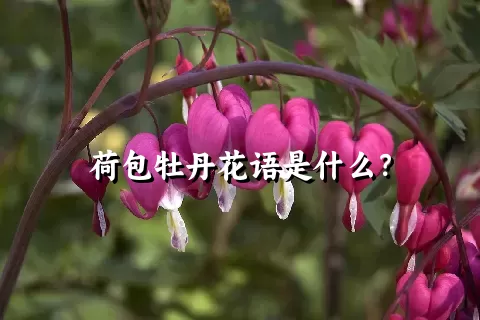 荷包牡丹花语是什么？