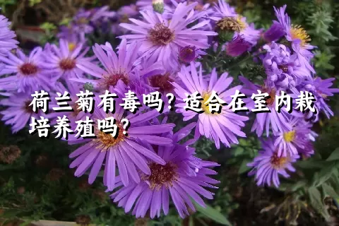 荷兰菊有毒吗？适合在室内栽培养殖吗？