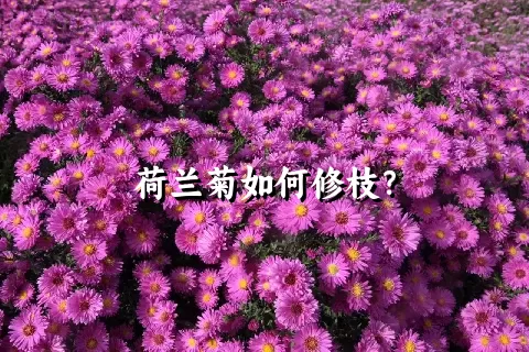 荷兰菊如何修枝？