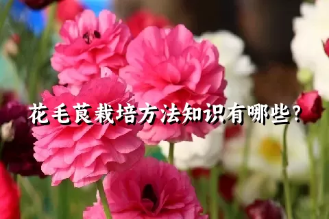 花毛茛栽培方法知识有哪些？