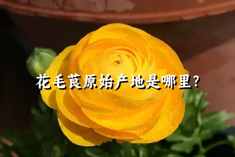 花毛茛原始产地是哪里？