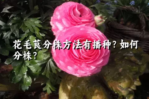 花毛茛分株方法有播种？如何分株？