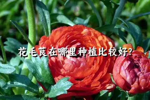 花毛茛在哪里种植比较好？