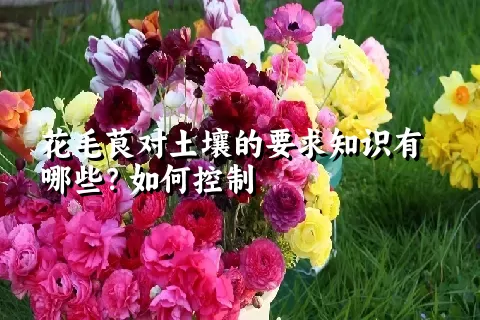 花毛茛对土壤的要求知识有哪些？如何控制