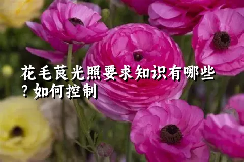 花毛茛光照要求知识有哪些？如何控制