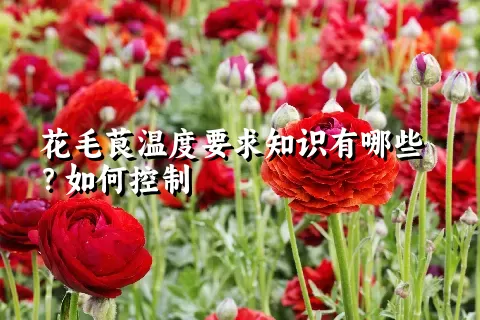 花毛茛温度要求知识有哪些？如何控制