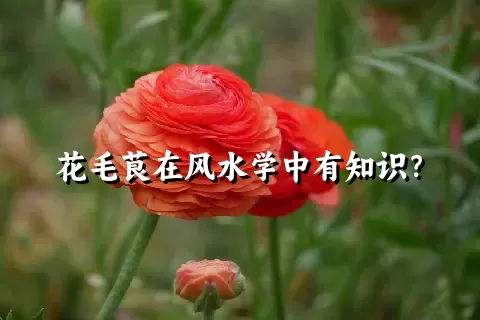 花毛茛在风水学中有知识？