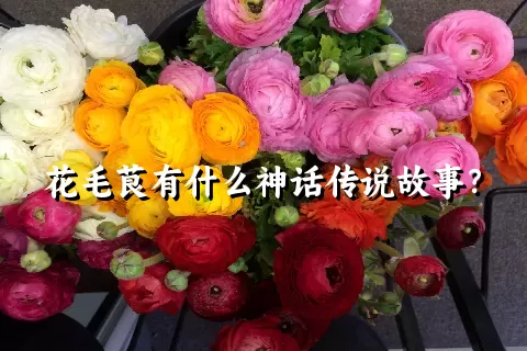 花毛茛有什么神话传说故事？