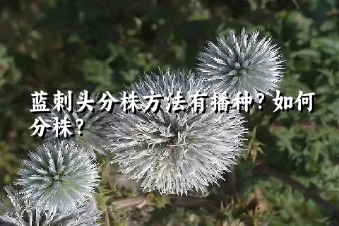 蓝刺头分株方法有播种？如何分株？