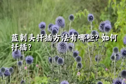 蓝刺头扦插方法有哪些？如何扦插？