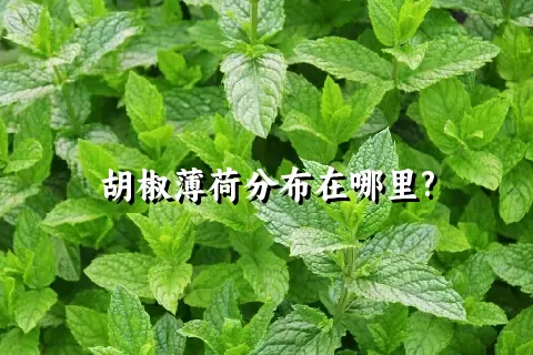 胡椒薄荷分布在哪里?
