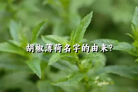 胡椒薄荷名字的由来？