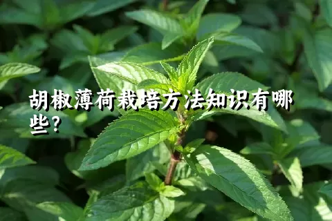 胡椒薄荷栽培方法知识有哪些？