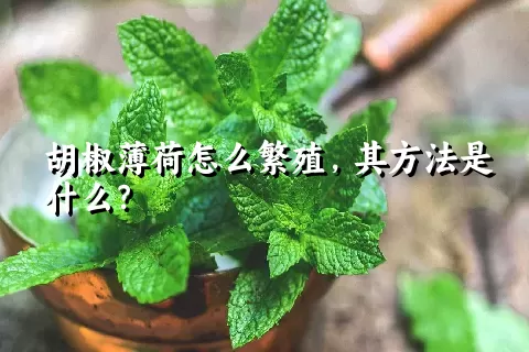 胡椒薄荷怎么繁殖，其方法是什么？