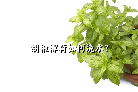 胡椒薄荷如何浇水？