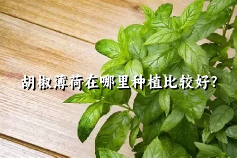 胡椒薄荷在哪里种植比较好？