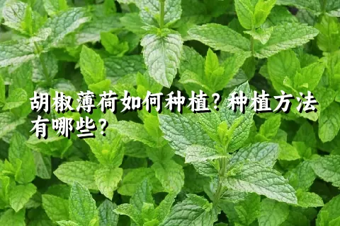 胡椒薄荷如何种植？种植方法有哪些？