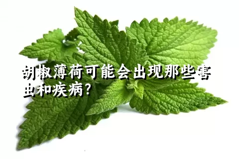 胡椒薄荷可能会出现那些害虫和疾病？