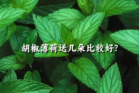 胡椒薄荷送几朵比较好？