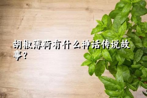 胡椒薄荷有什么神话传说故事？
