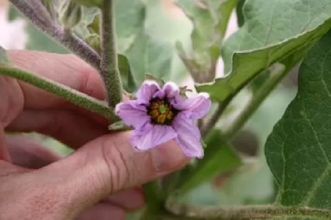 紫雪茄花