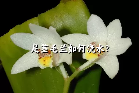 足茎毛兰如何浇水？